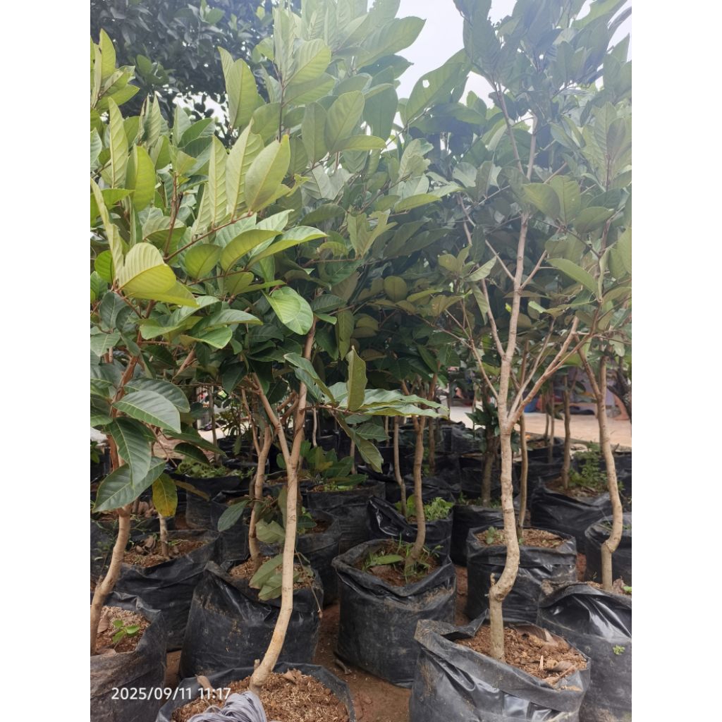 

BIBIT POHON RAMBUTAN SEMUA MACAM ADA, Cilebak/ Binjai/ Dll. KALAU CO TULIS DI PESAN NAMA PHN RAMBUTAN. BIBIT TANAMAN CEPAT BERBUAH HASIL OKULASI BERKUALITA