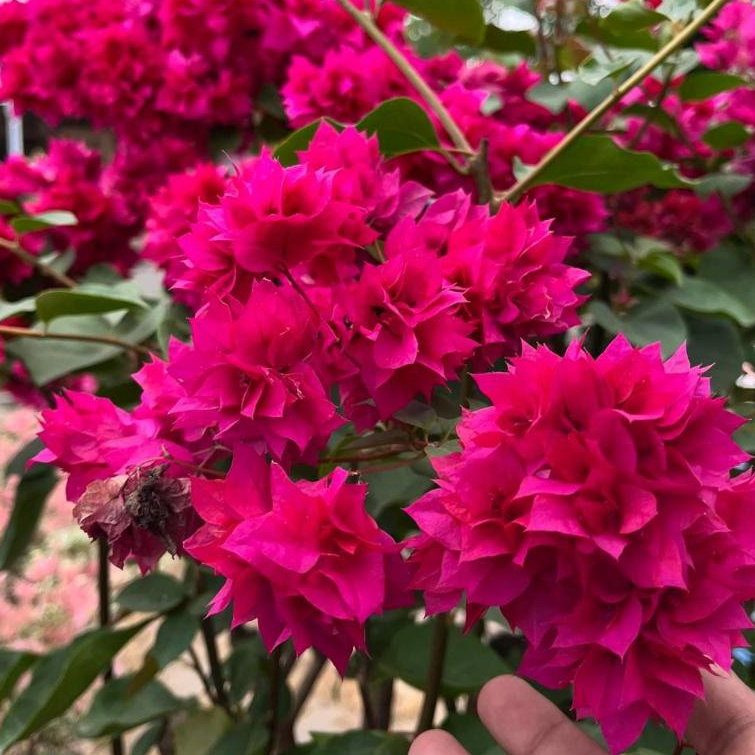 Bougenville Hawai Merah Fanta Bunga Tumpuk Ori