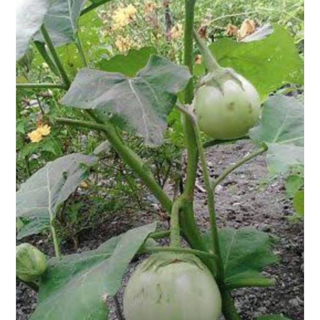 ( 250 BUTIR ) BENIH BIJI TERONG APEL LALAP