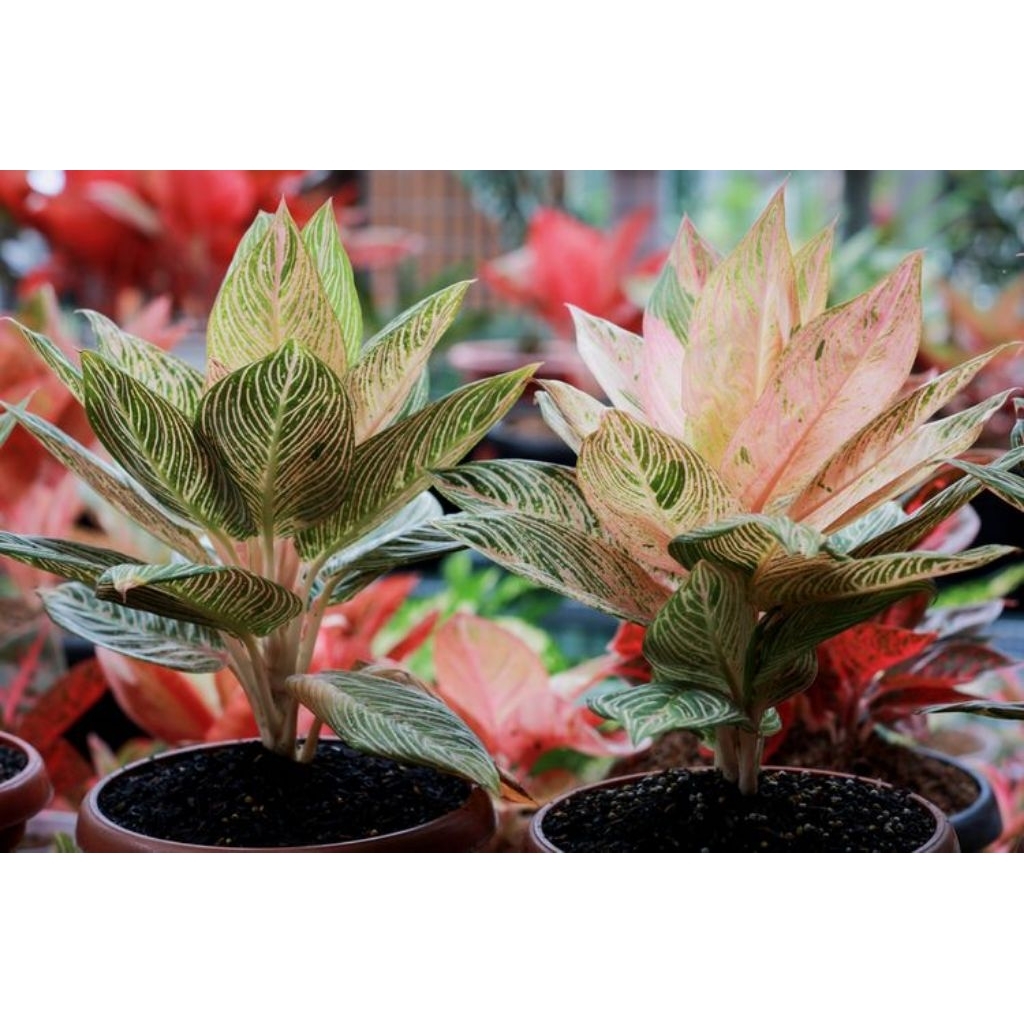 Tanaman hias aglonema bagus