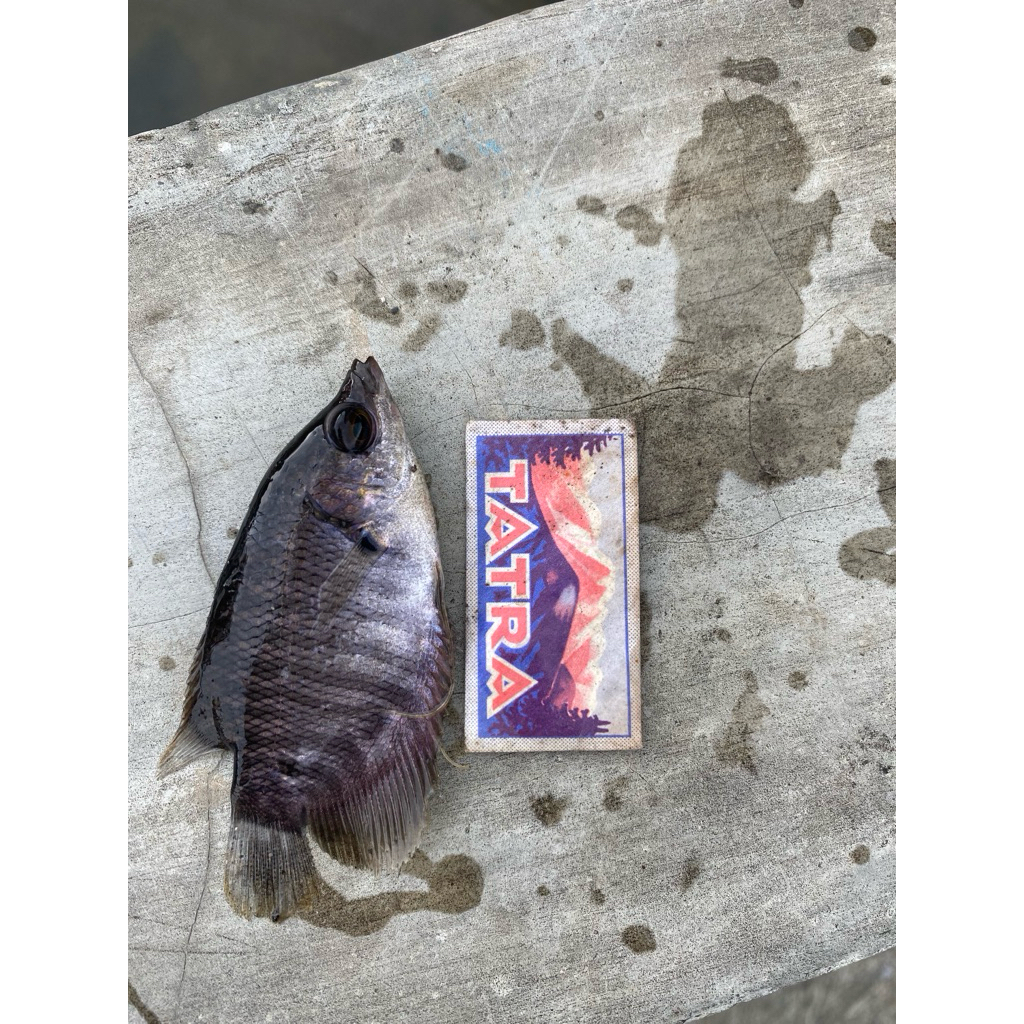 bibit gurame ukuran silet