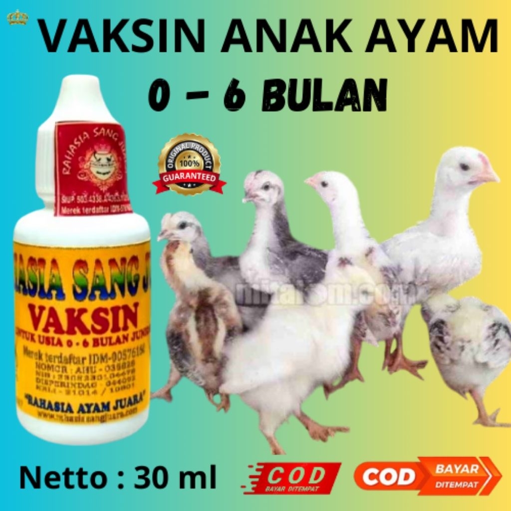 VAKSIN ANAK AYAM BANGKOK DAN JENIS ANAK AYAM LAINNYA, TAMBAH SEHAT