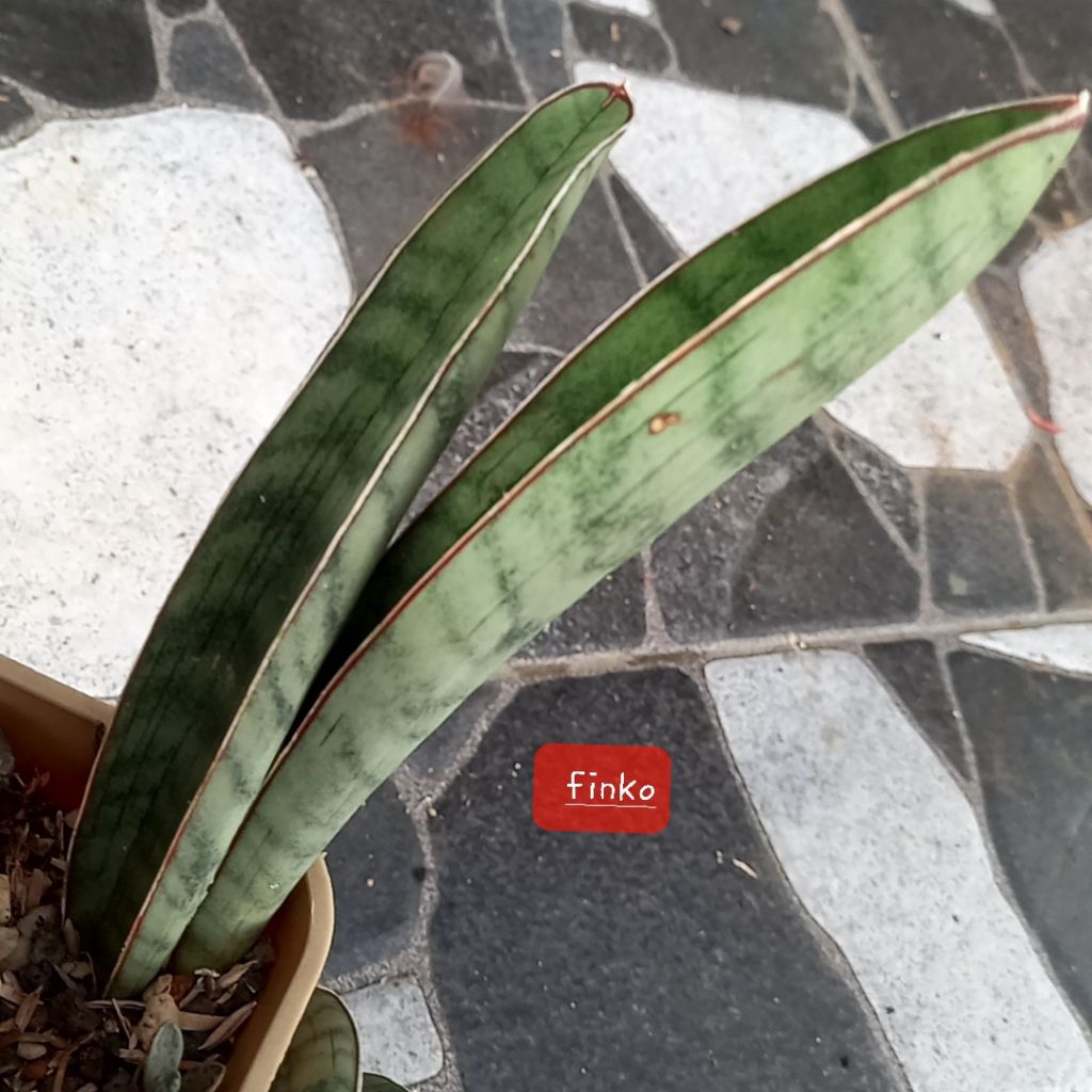 sansevieria hallii silver bat