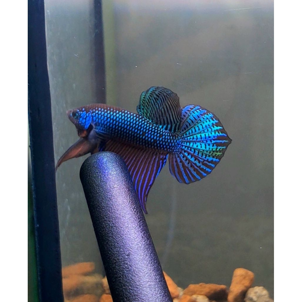 Wild betta smaragdina guitar spade tail GRADE