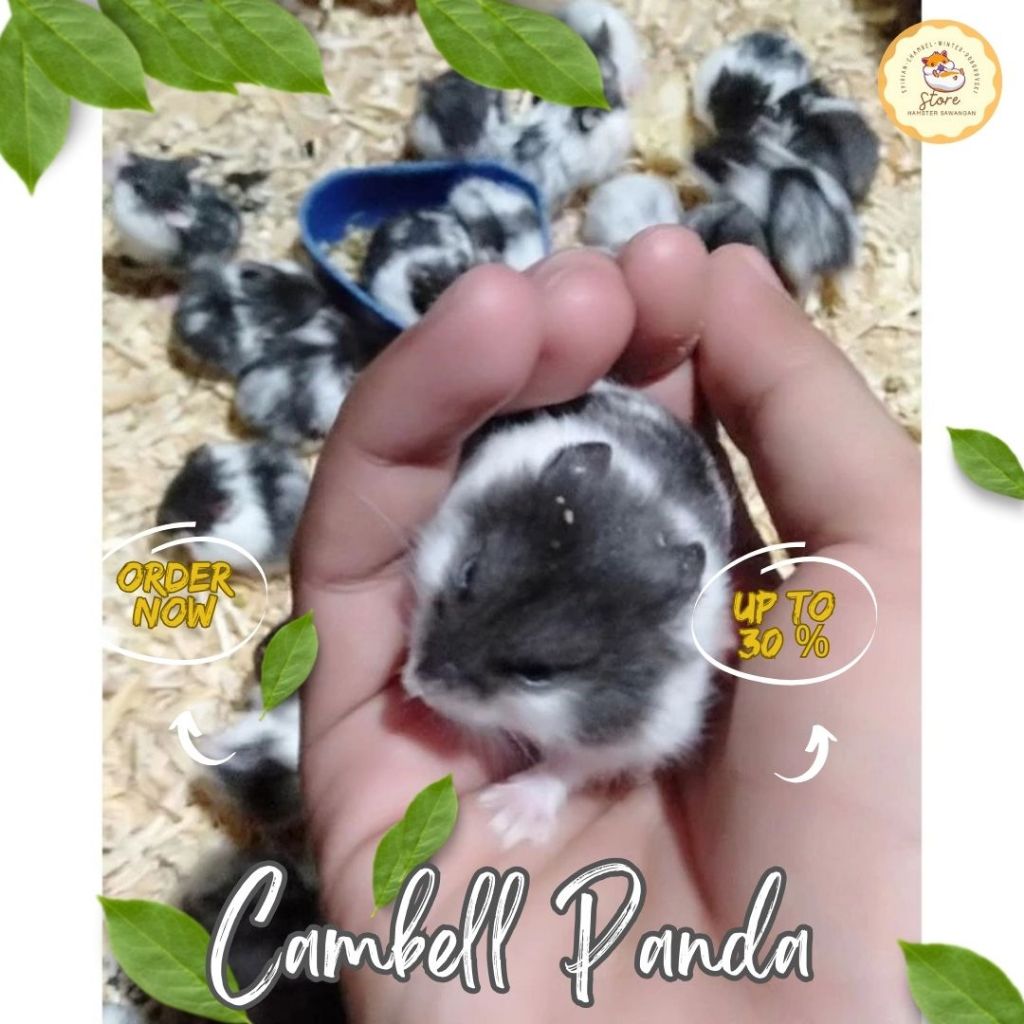 

BOX PACKING PROMO CAMBELL PANDA