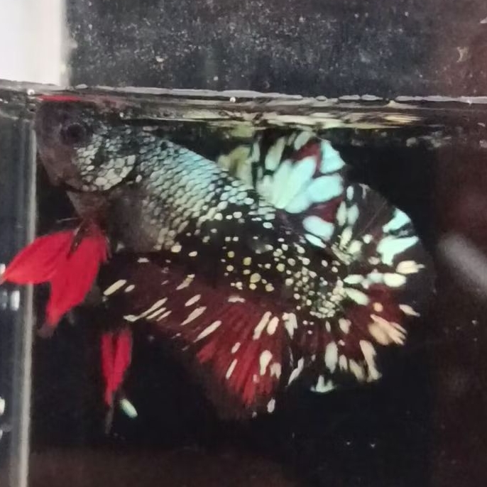 Avatar cooper top grade