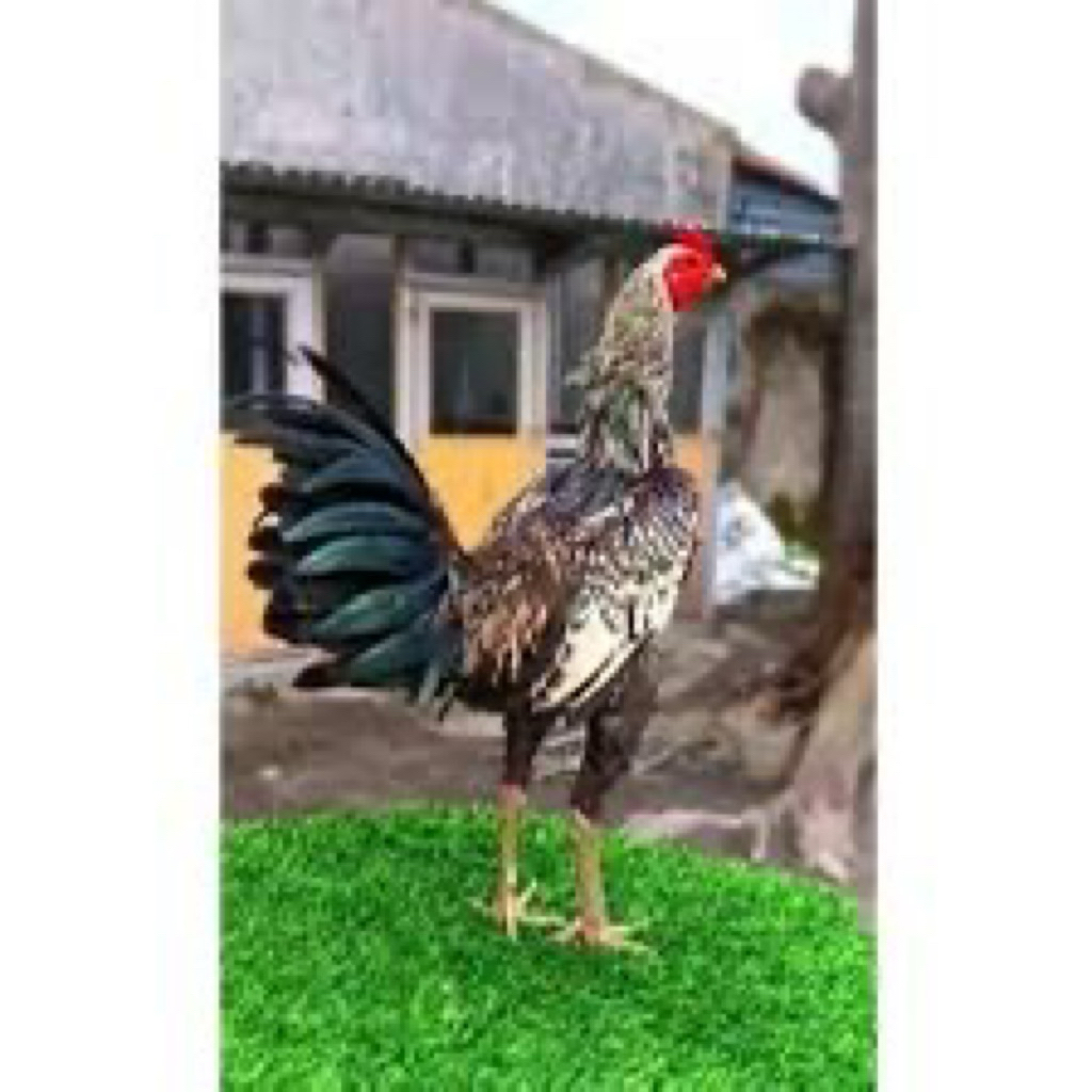 TELUR FERTIL AYAM MANGON SPEED UNTUK DITETASKAN