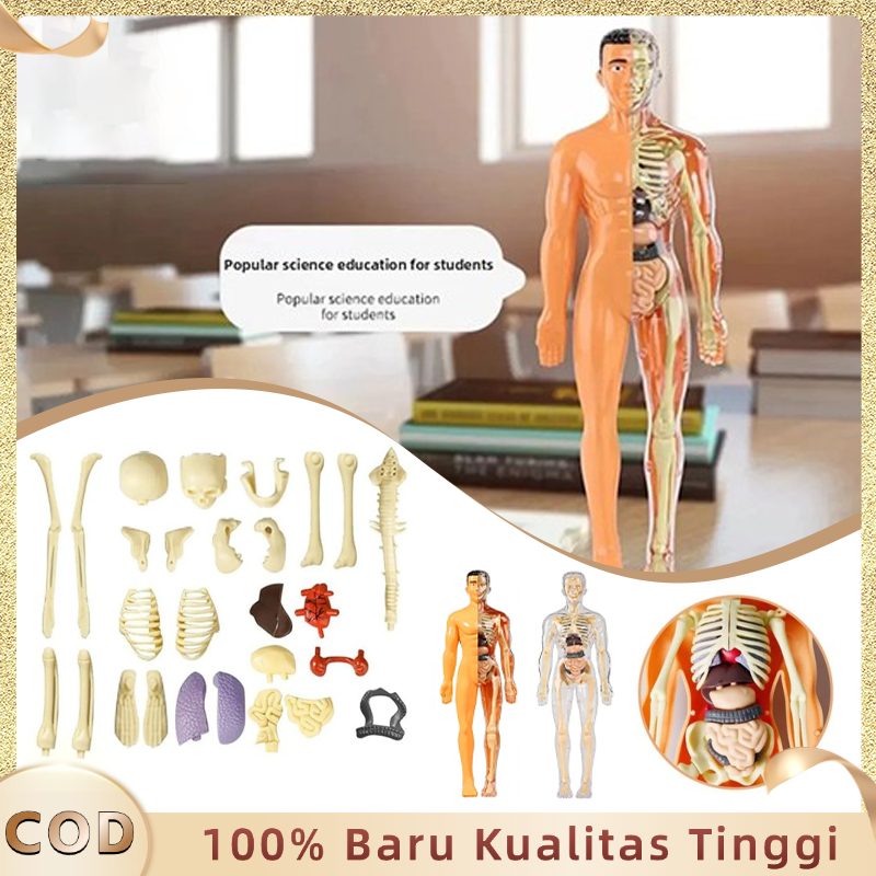 Human Body Anatomy Human Body Anatomi Model Tubuh Manusia Anatomi Manusia Human Body Torso