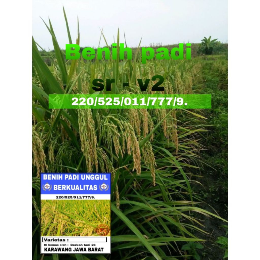 BENIH PADI SR - V2 1KG ORIGINAL