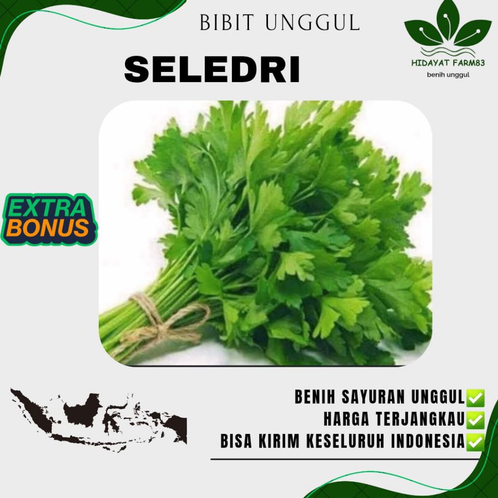 ( 1000 biji ) Benih biji SELEDRI UNGGUL