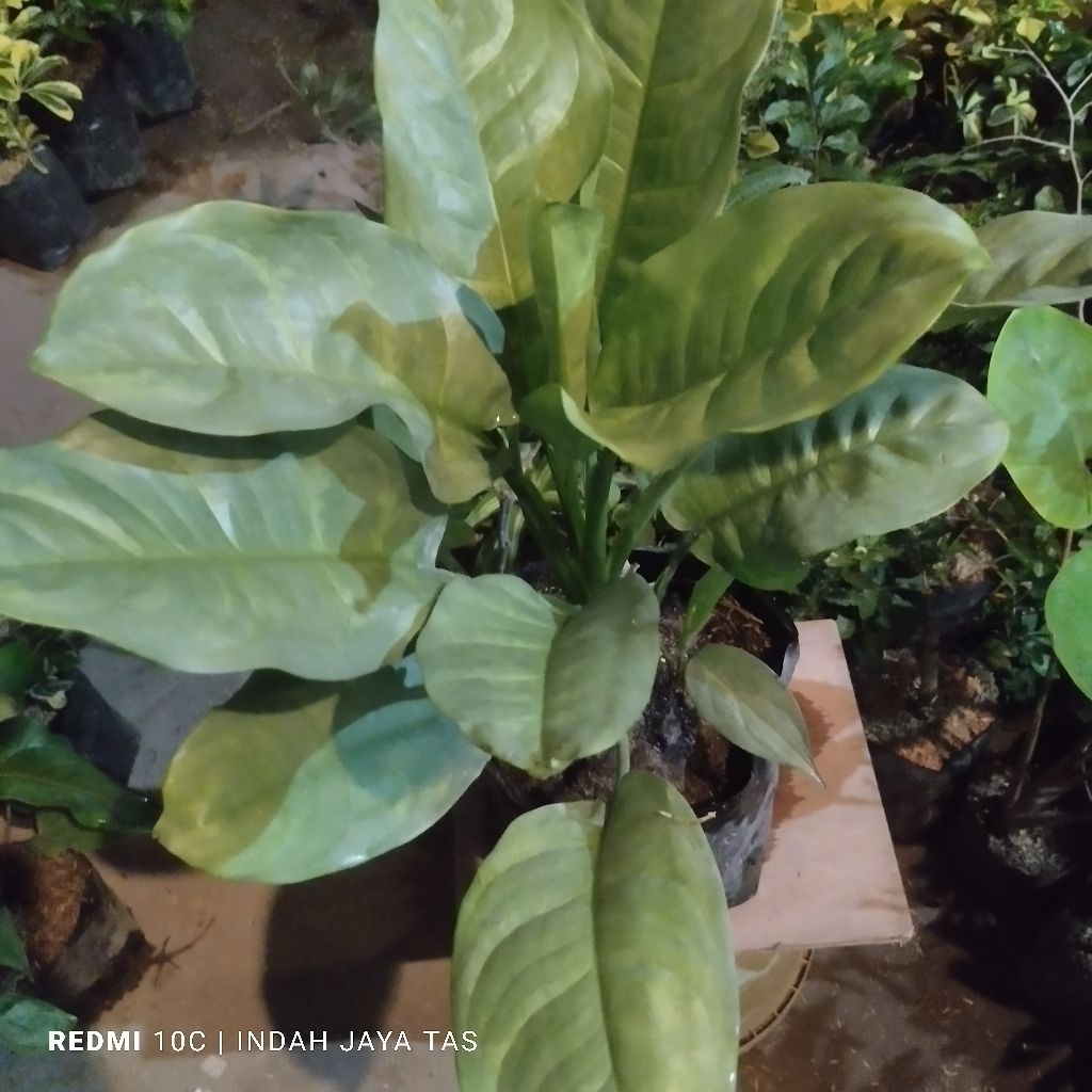 aglonema silver,diven silver,superr jumbo menor