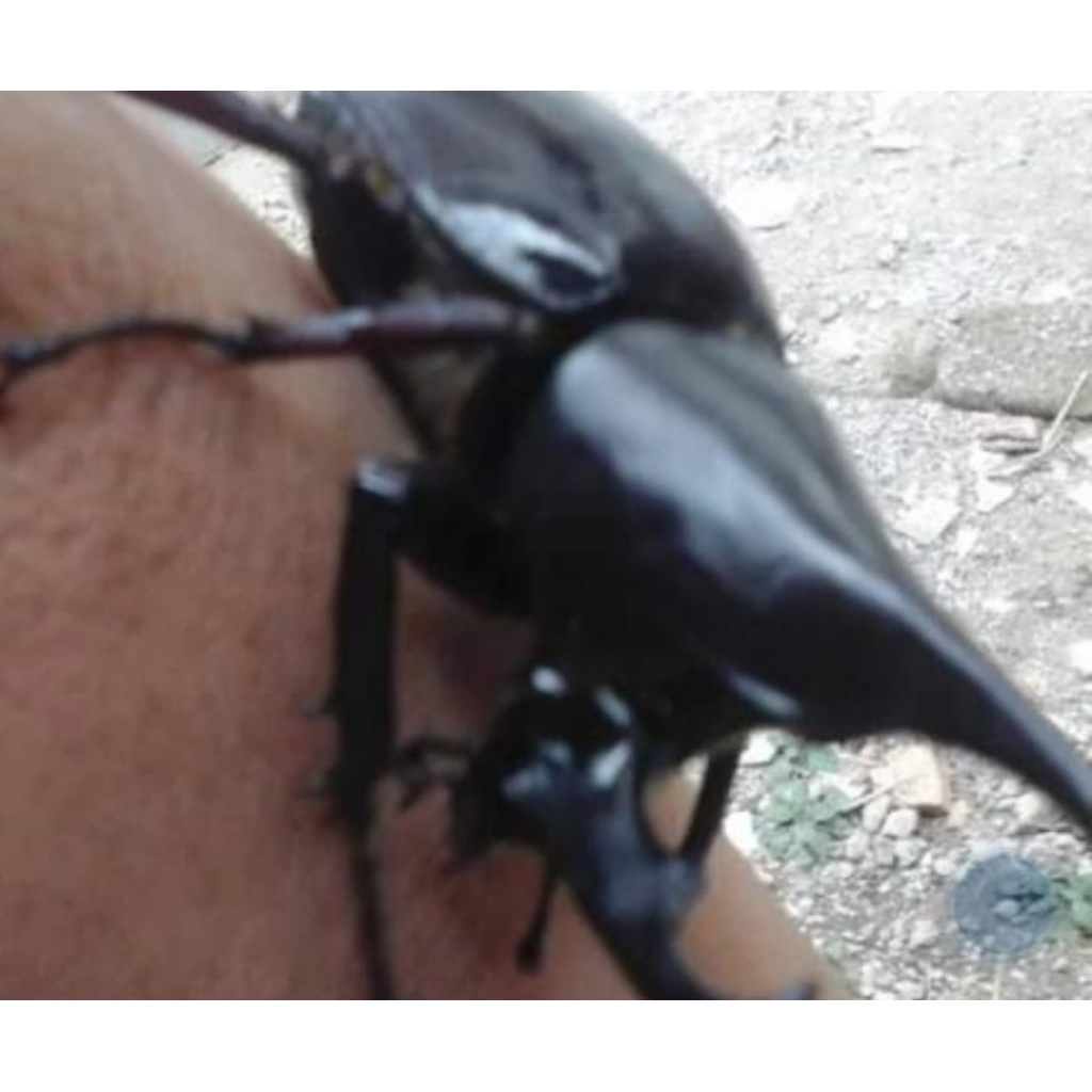 Kumbang tanduk x gideon