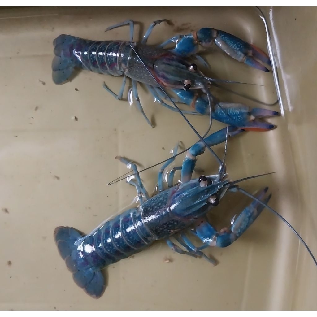 1 Pasang Lobster Air Tawar Capit Merah