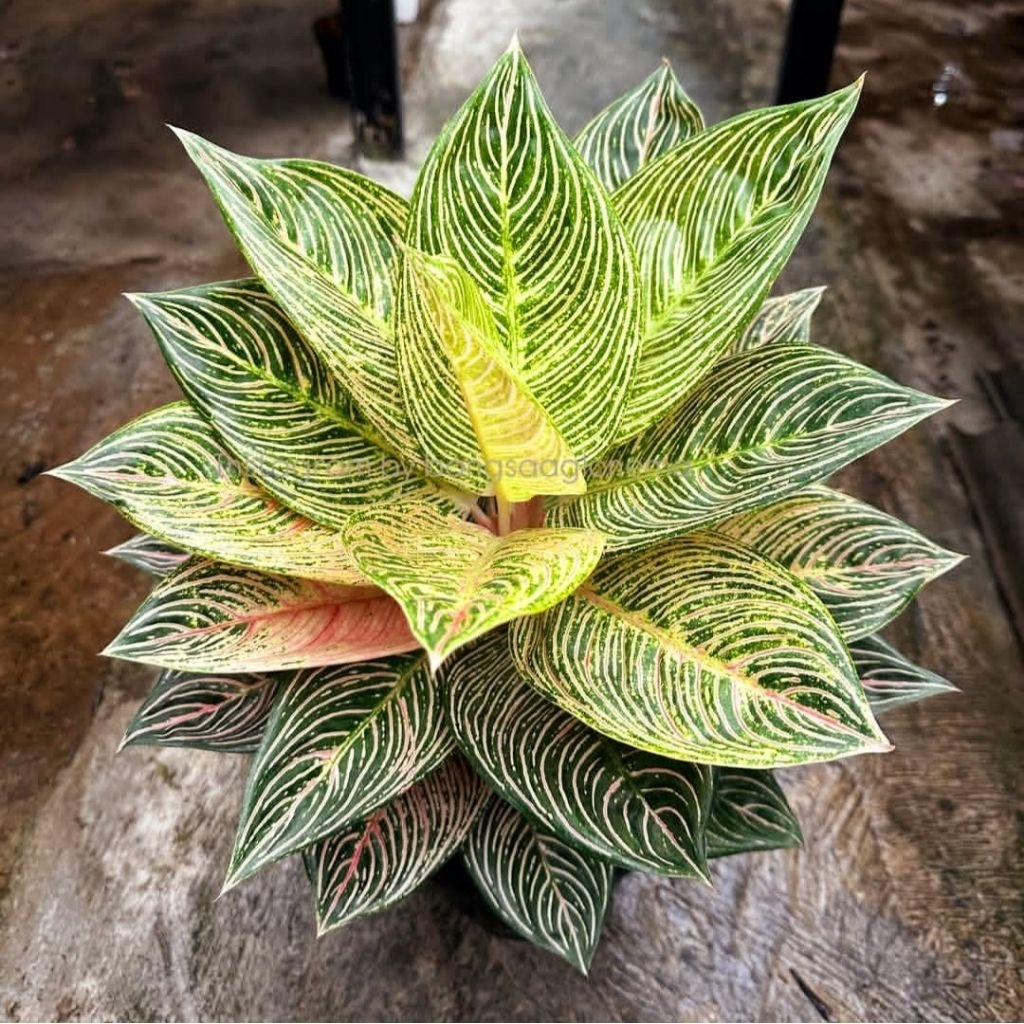 Tanaman Hias Aglonema Golden Hope Bibit Bonggol BERAKAR Bertunas Pasti Tumbuh / Tanaman Hias Bonggol