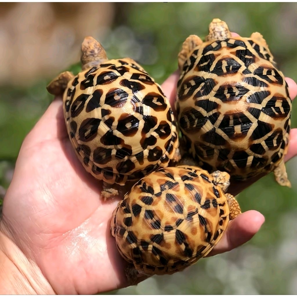 telur kurakura darat sulcata indian star fertil original