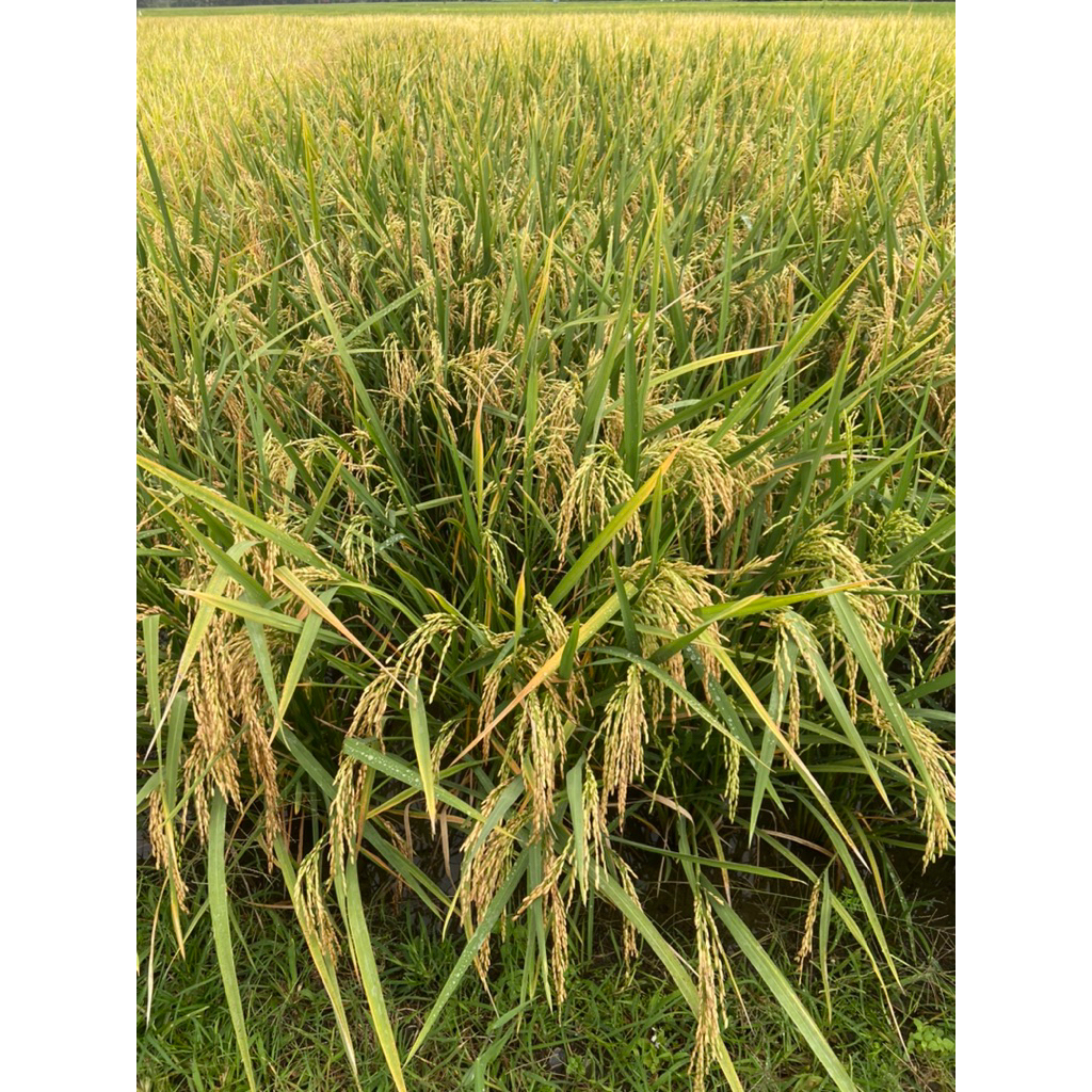 BENIH PADI AGRO SENTOSA (Bebagai Varietas)