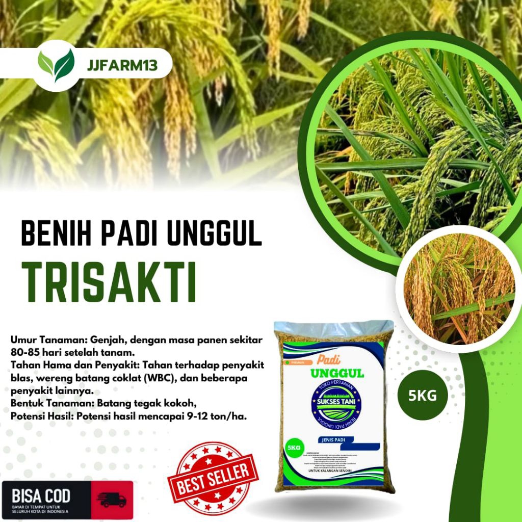BENIH PADI UNGGUL BERKUALITAS PADI TRISAKTI KEMASAN 5KG