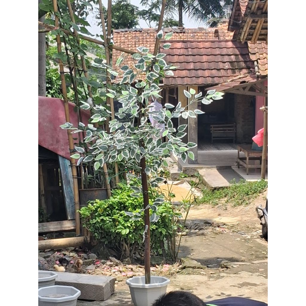 Pohon Beringin Varigata Artificial Daun Hijau List Putih Tinggi 150 Cm