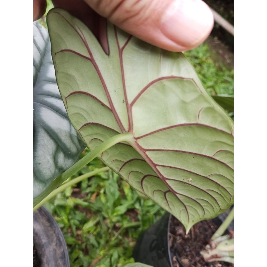 Keladi Tengkorak Silver/Alocasia Dragon Silver