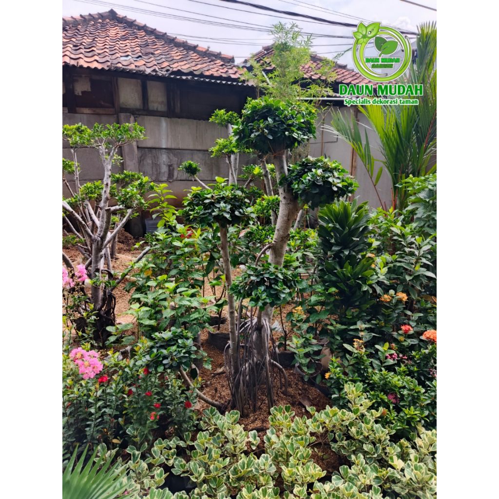 tanaman hias pohon bonsai dolar mikro