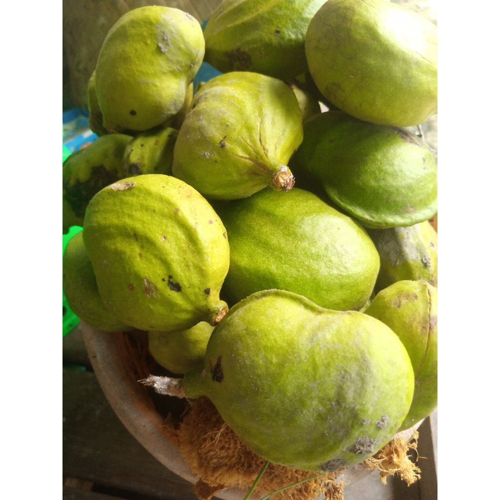 

buah gayam belum kupas_masih_ada_kulitnya