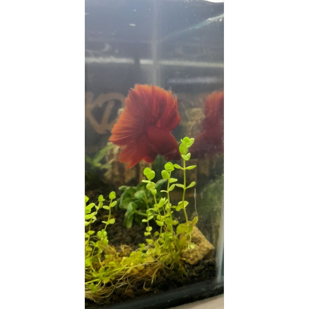 Aquascape soliter ikan cupang HM Rose Tail Super Red