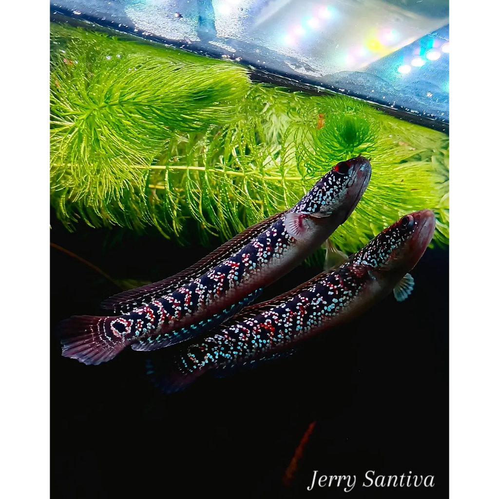 ASIATICA WS JUMBO GARANSI 100%