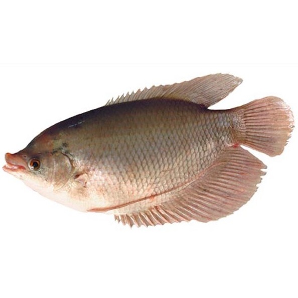 Ikan gurame segar dan berkualitas bandung  ORDER HARI INI DIKIRIM BESOK PAGI