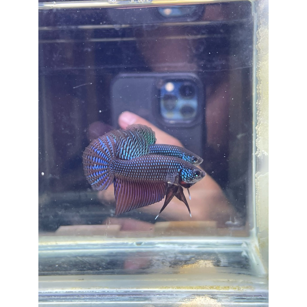 Wild Betta Smaragdina Guitar