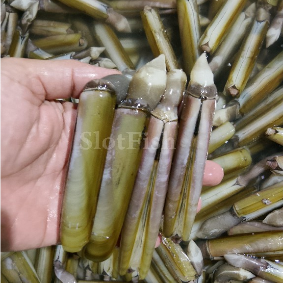 Kerang Bambu 1Kg Kerang Bambu Segar Seafood Kerang Laut Kerang Segar 1Kg Makanan Laut