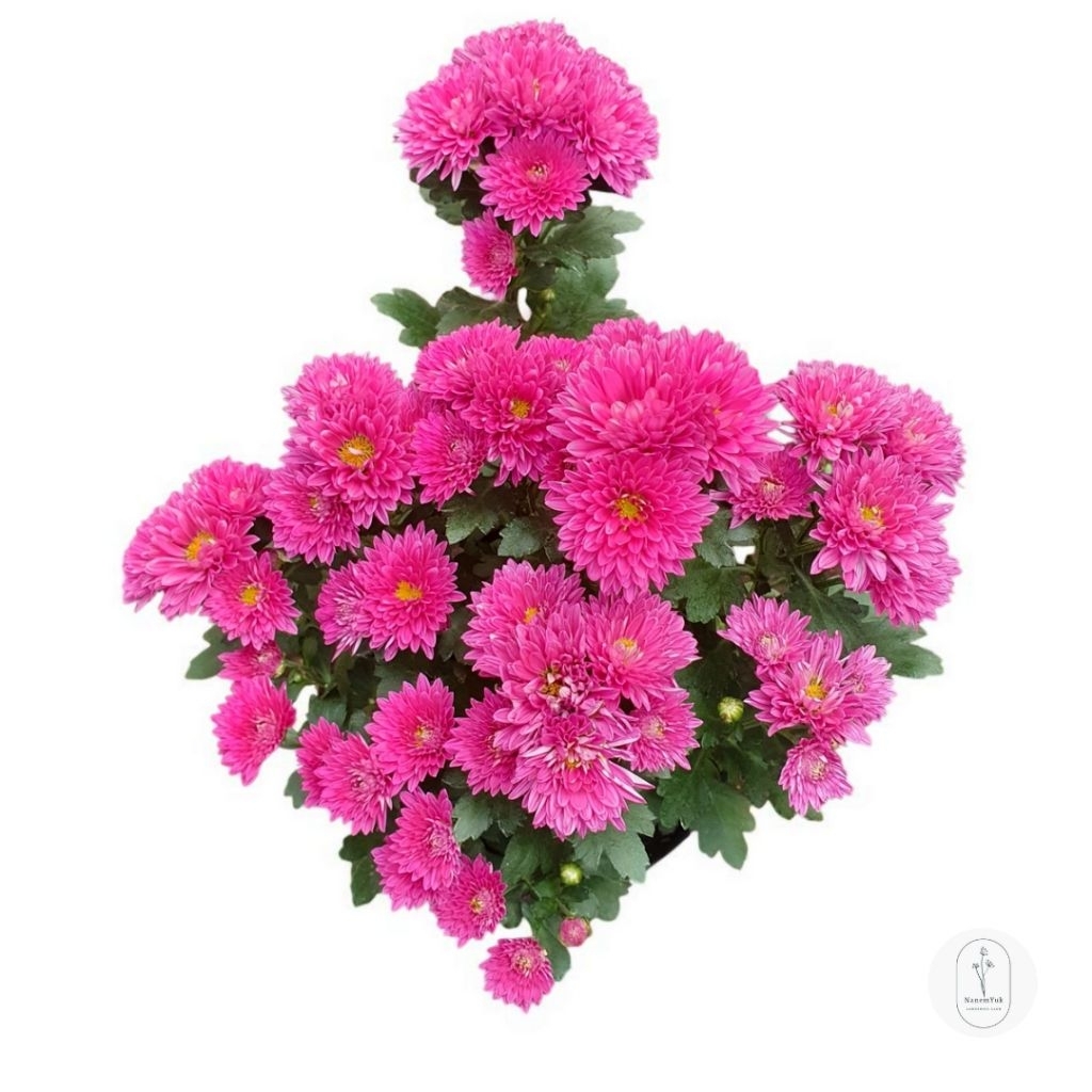 Krisan Ungu - Nanemyuk