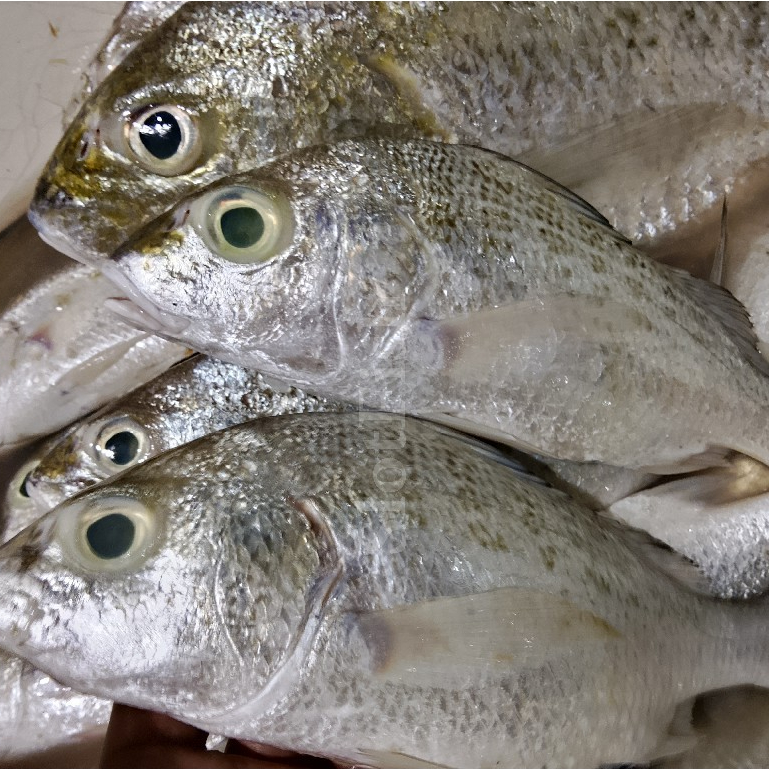 Ikan Kakap Putih 1Kg Ikan Kakap Putih Segar Kakap Grit Ikan Gerit Seafood Ikan Laut Segar