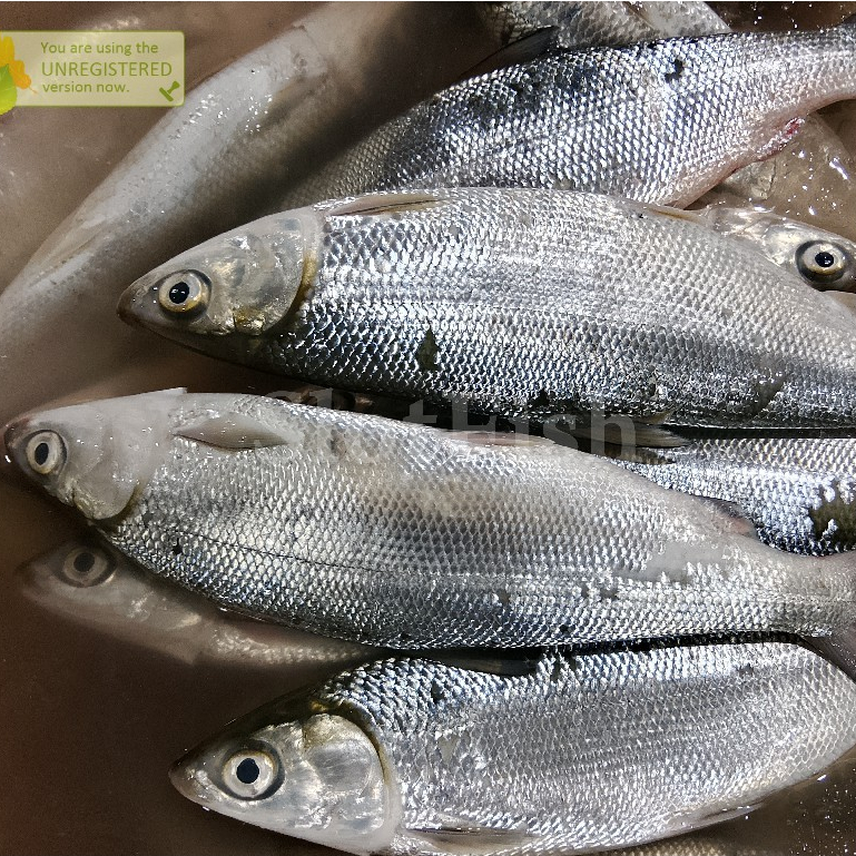 

Ikan Bandeng 1Kg Ikan Bandeng Segar
