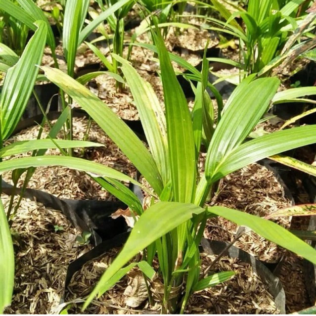 Tanaman hias Palm Merah / Tanaman Hidup Palem Merah