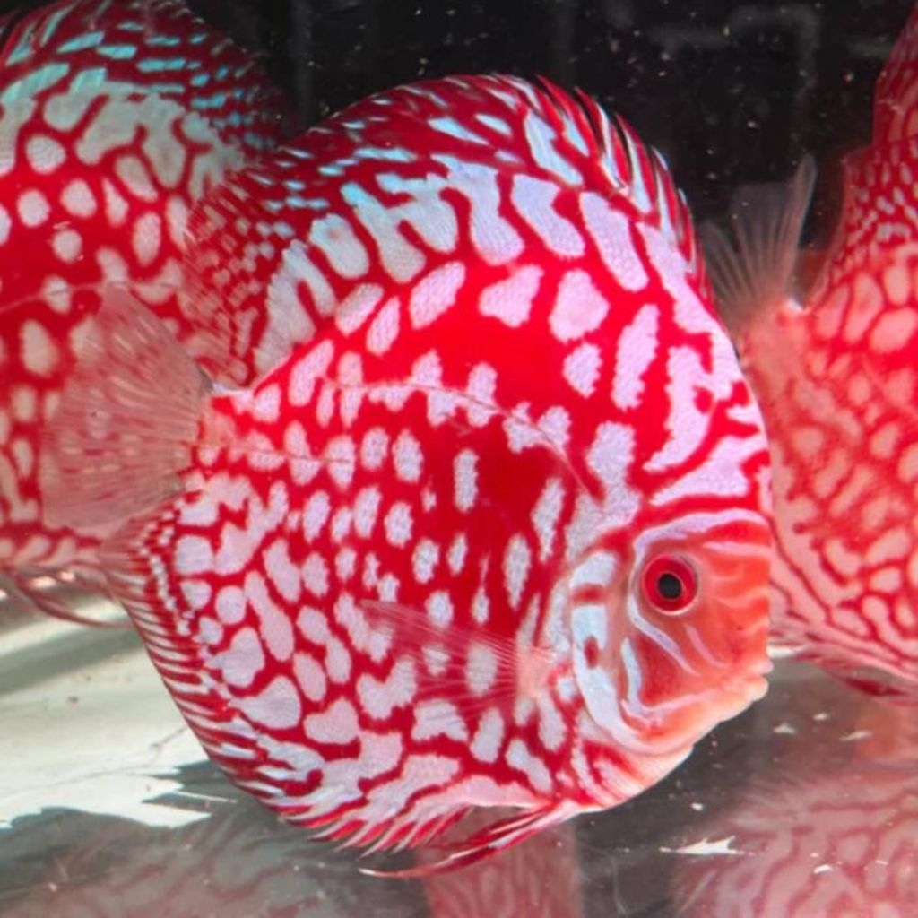 ikan discus pigeon checkerboard high quality