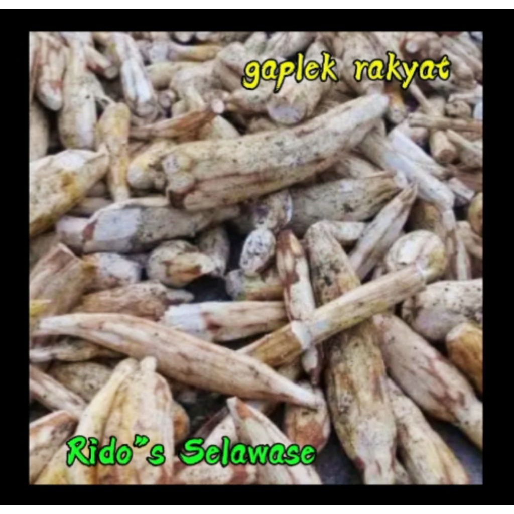 gaplek singkong 0,5 kg makanan khas rakyat original