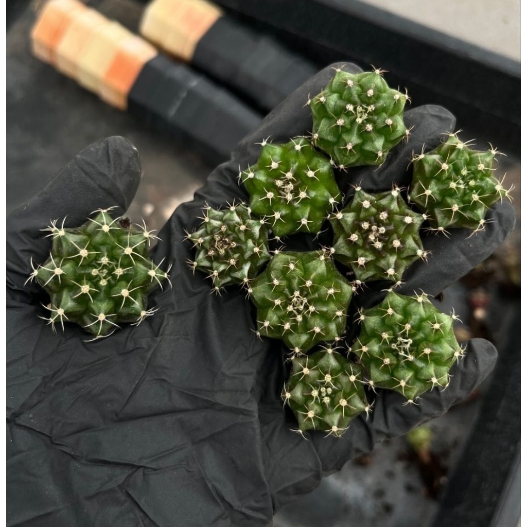 Kaktus Palembang Gymno Miha Hybrid Seedling