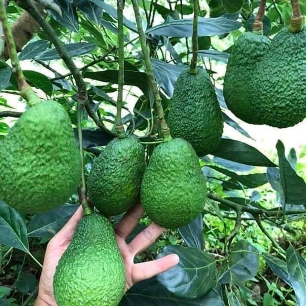 Tanaman Buah Alpukat Hass (CEPAT BUAH) / Persea americana 'Hass' Avocado / Alpukat Hass Okulasi