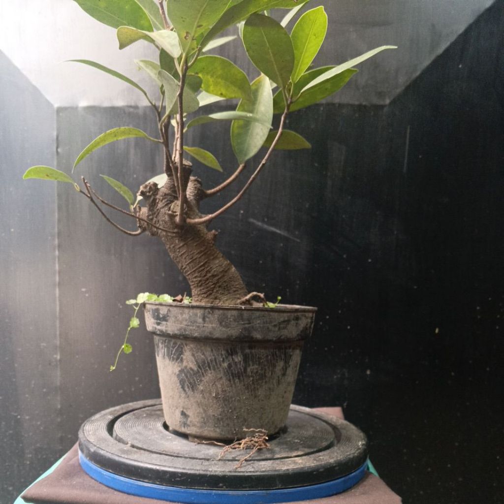 BAHAN BONSAI IPRIK