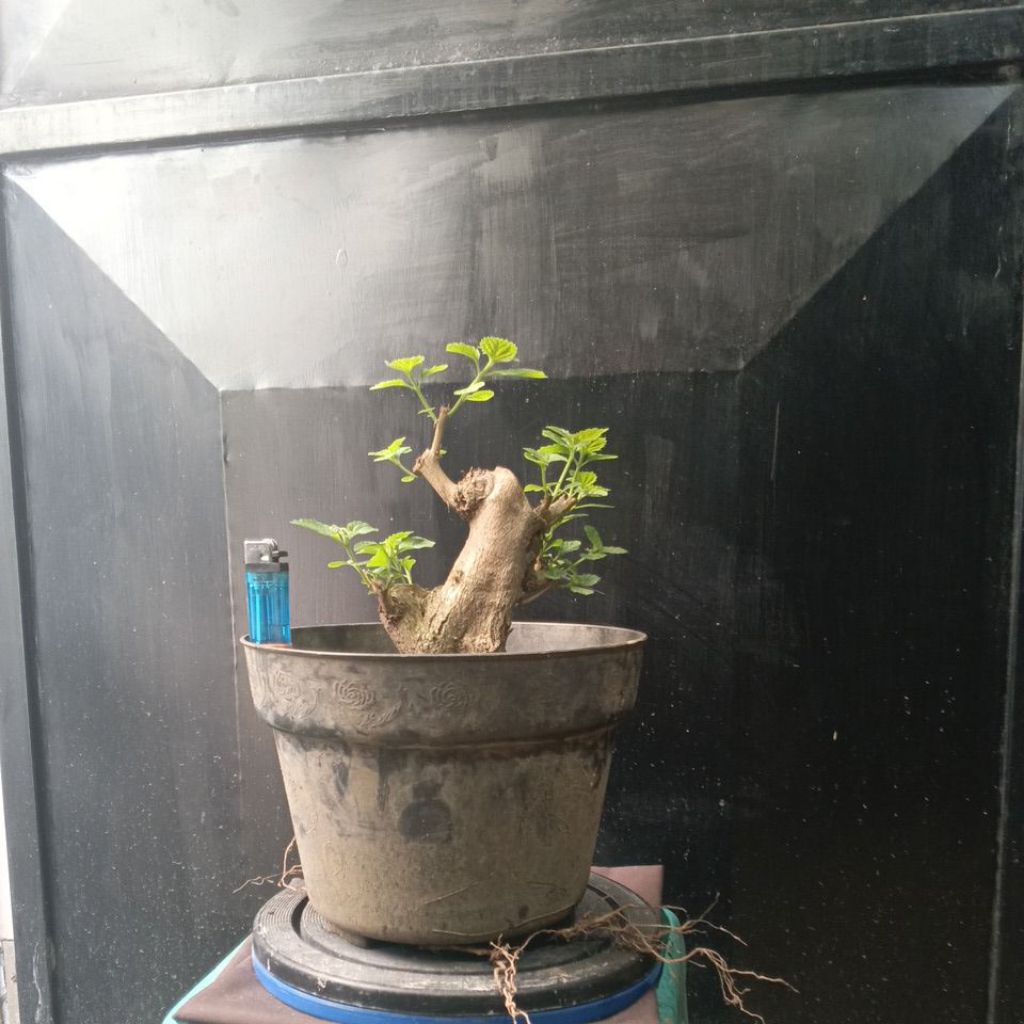 BAHAN BONSAI LANTANA CAMARA