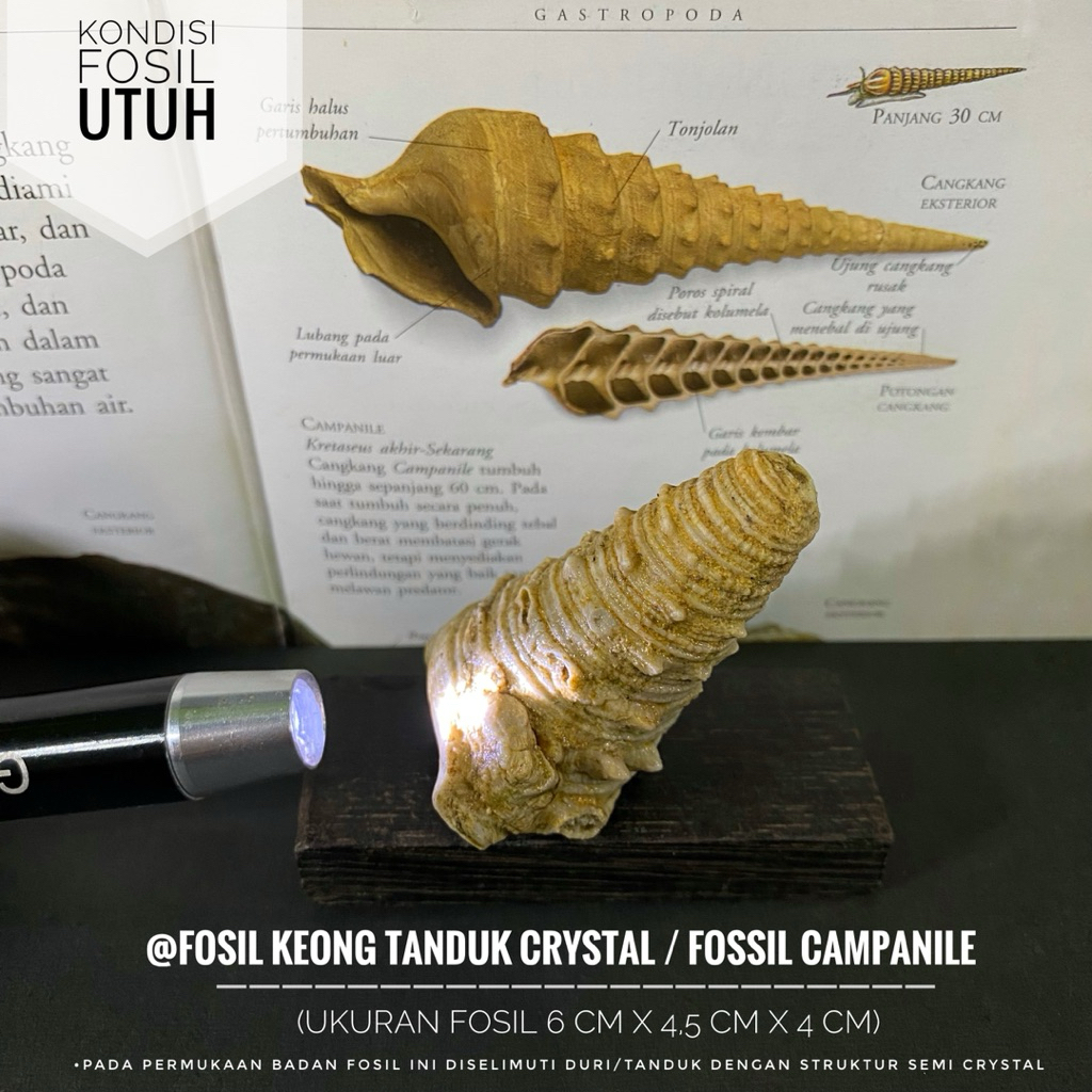 Fosil Keong Tanduk Semi Crystal B66 atau Fossil Campanile atau Fosil Keong Ulir atau Fossil Turritel