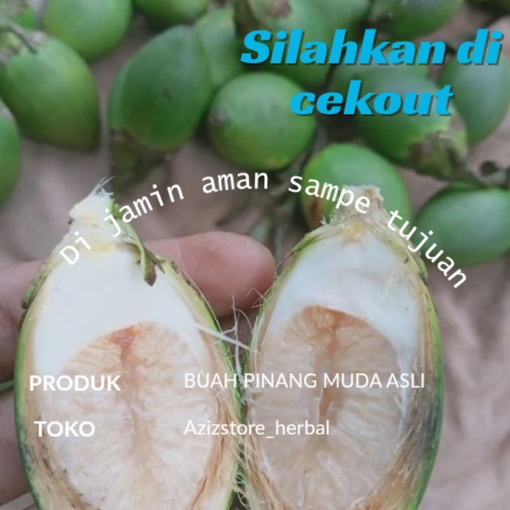 

buah pinang muda segar asli herbal alami petik langsung 500 gram