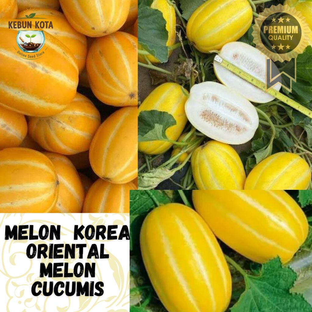 KEBUN KOTA]-Bibit Benih Tumbuhan "MELON KOREA ORIENTAL MELON CUCUMIS" {7 BUTIR}