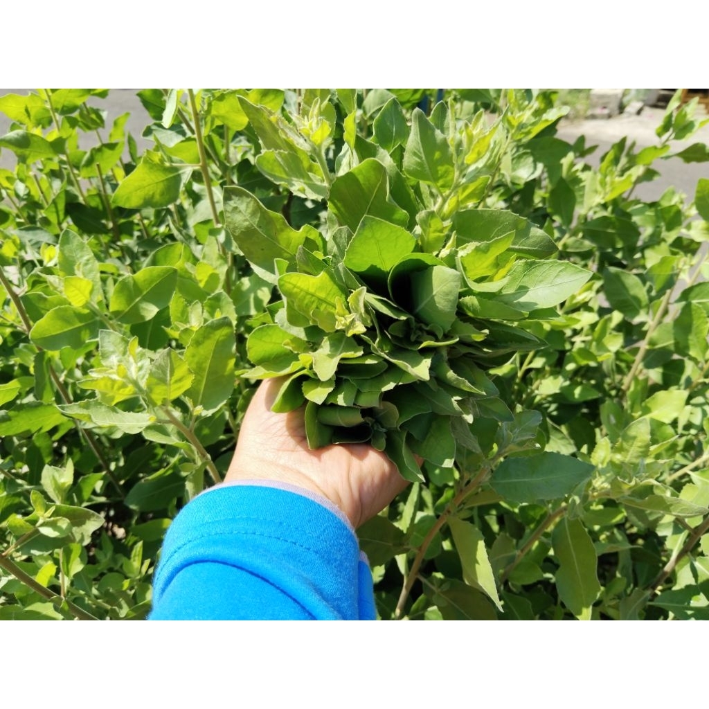 

daun beluntas 1 ikat