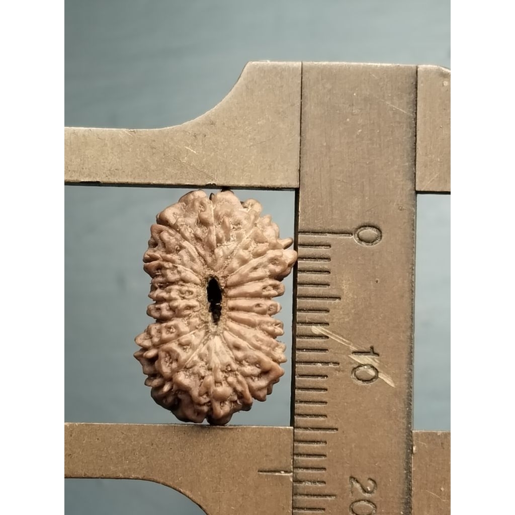 Jenitri bodongan mukhi 17 size P 18.mm L 12.mm satu mukhi tidak nyambung