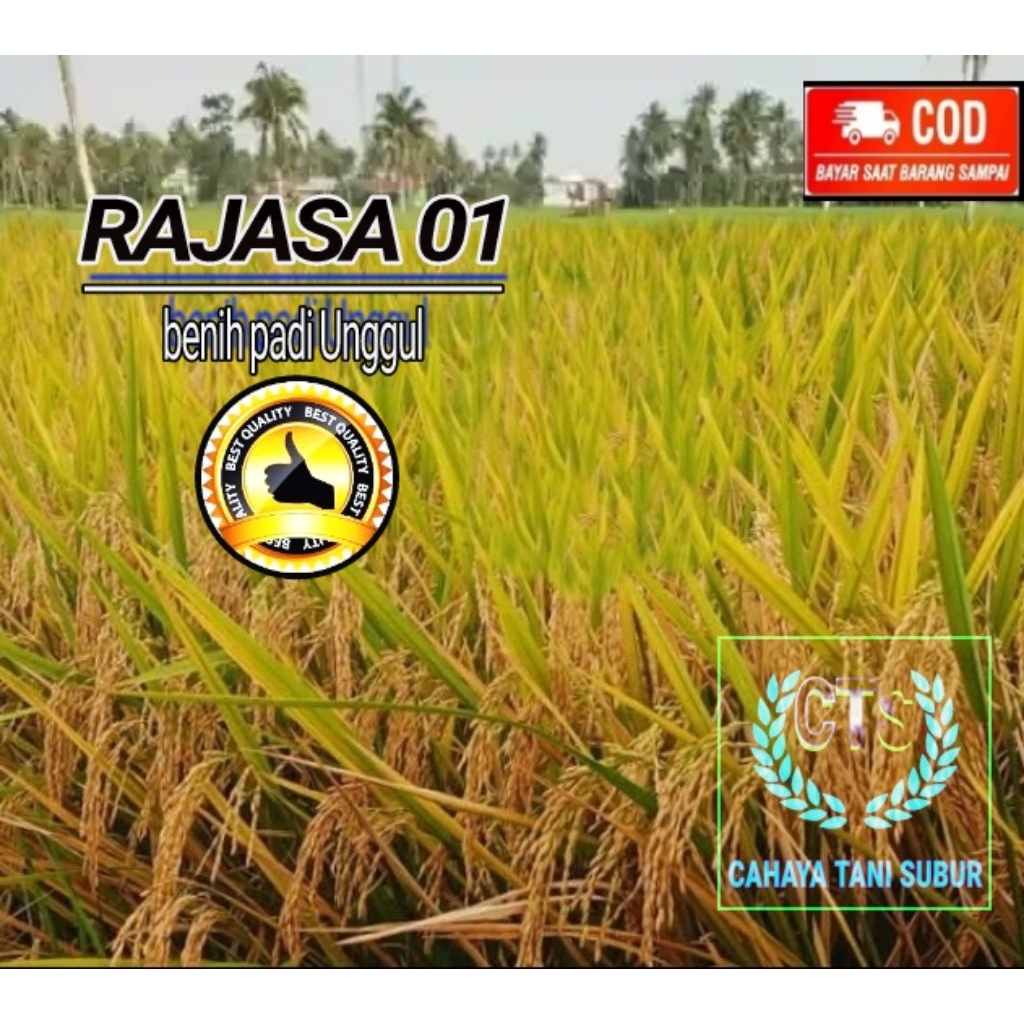 RAJASA 01 Benih Padi Unggul (5kg)