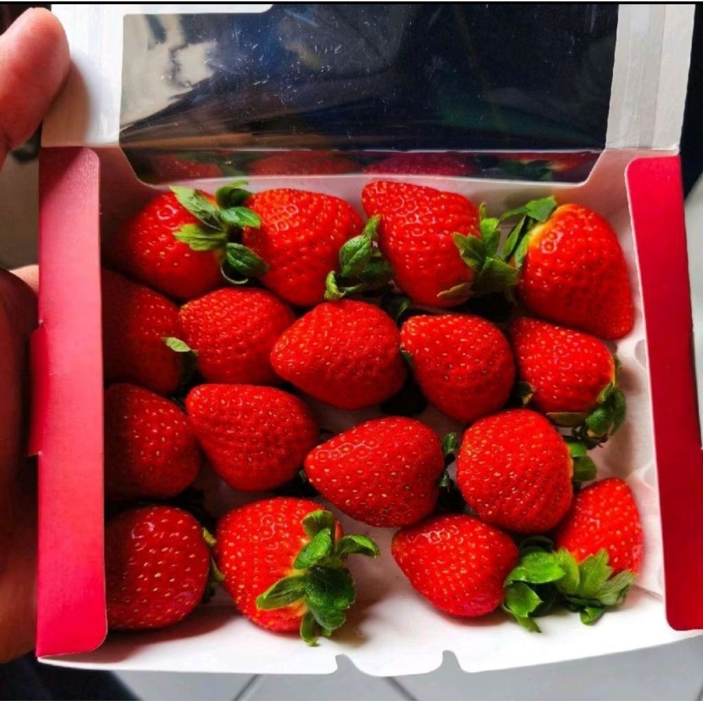 buah strawberry Korea import manis 250 gram