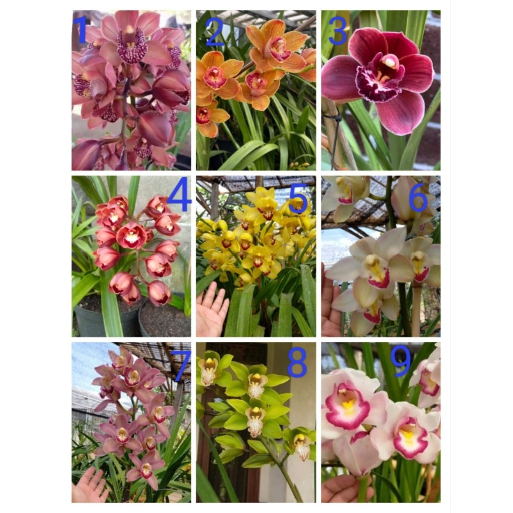 AnggrekCymbidiumAustraliaRemaja