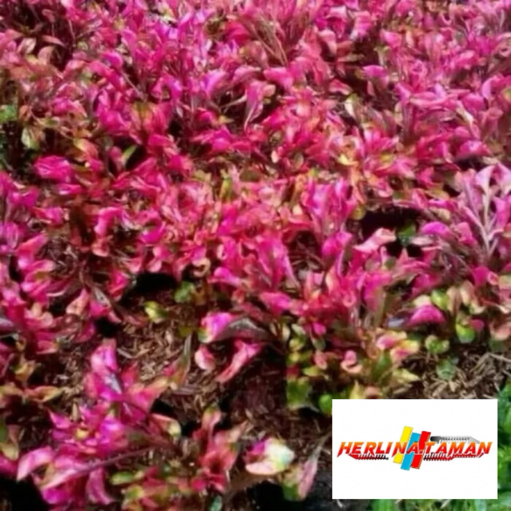 Tanaman hias krokot merah - pohon krokot merah - krokot merah