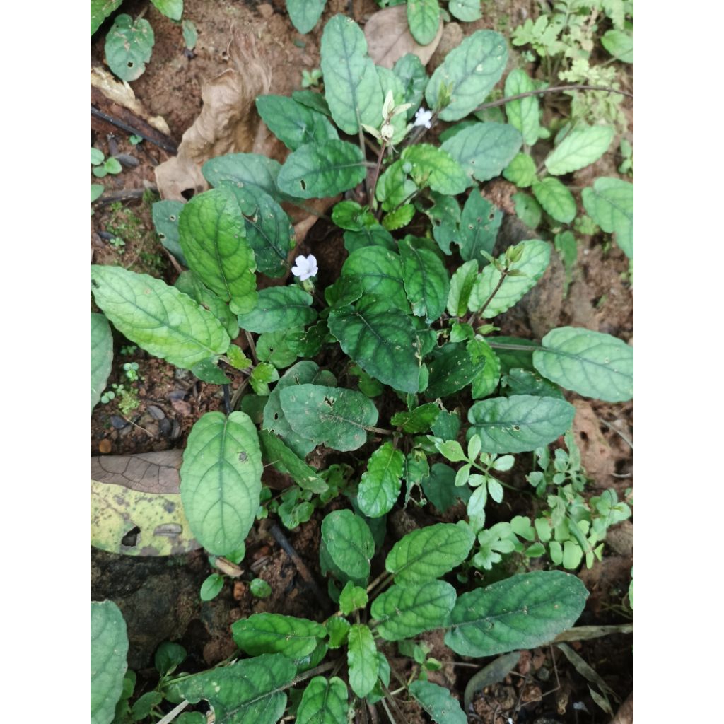 tanaman herbal gempur batu